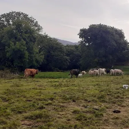 Cuckoo Tree House Beara Peninsula Ferienhaus