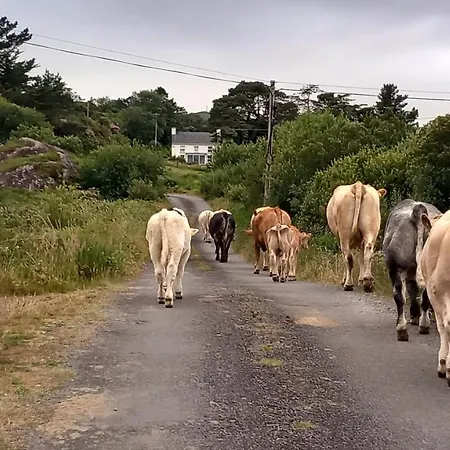 Cuckoo Tree House Beara Peninsula Ferienhaus *