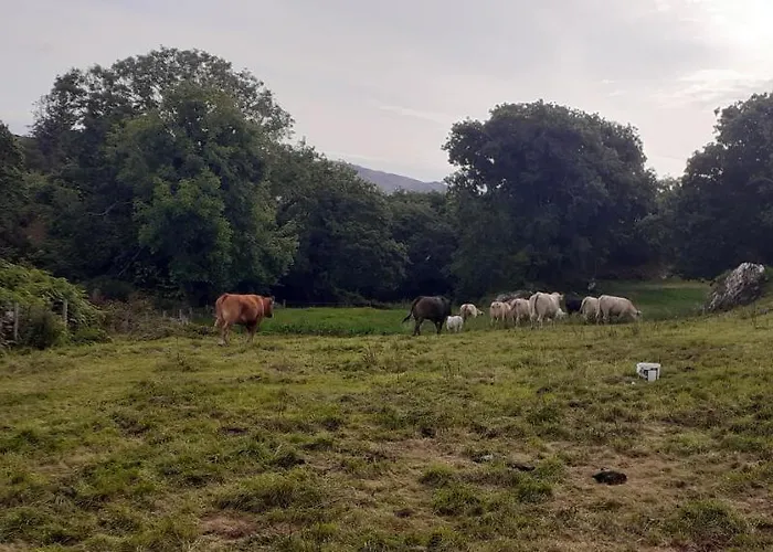 Cuckoo Tree House Beara Peninsula Tatil Evi