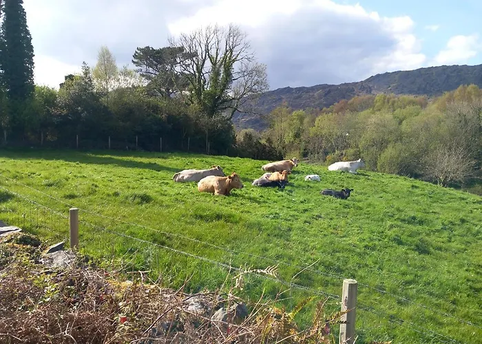 Cuckoo Tree House Beara Peninsula Tatil Evi *