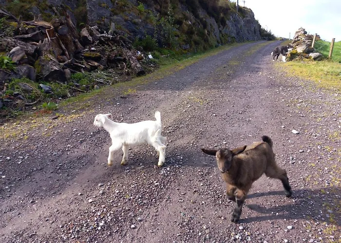 Cuckoo Tree House Beara Peninsula Glengarriff