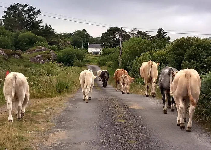 Cuckoo Tree House Beara Peninsula Tatil Evi *